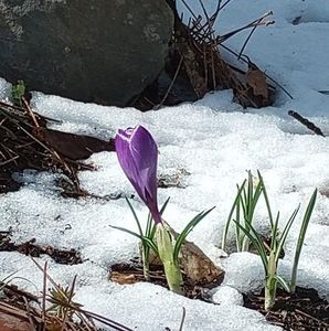 Meet your Posher, Lynette